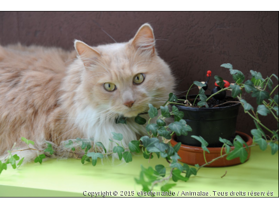 mon chat - Photo de Chats