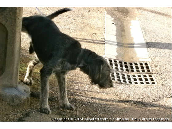 sa soulage - Photo de Chiens