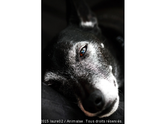 La sieste du Foxador  - Photo de Chiens