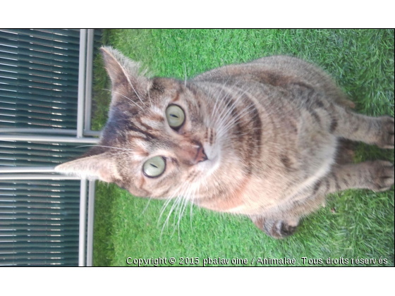 lili au jardin - Photo de Chats