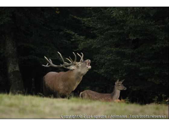 le prince de nos forêts - Photo de Animaux sauvages