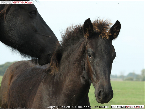 poulain frison - Photo de Chevaux