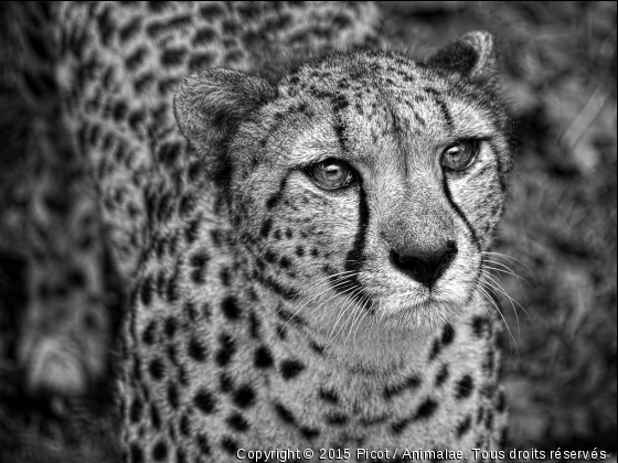 Dans ses yeux - Photo de Animaux sauvages