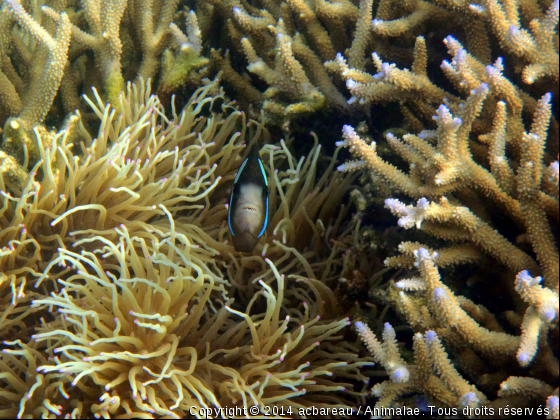 Poisson Clown dans son anémone - Nouvelle Calédonie - 2011 - Photo de Faune marine