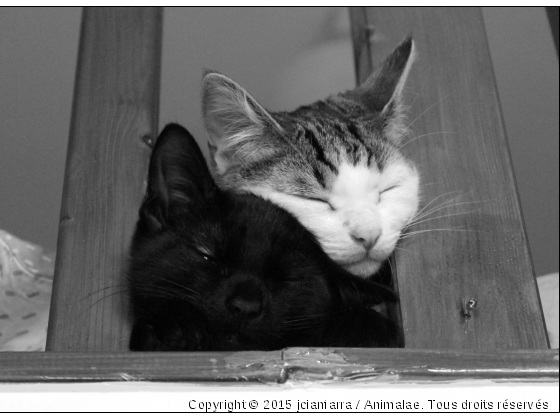 Un peu de tendresse - Photo de Chats