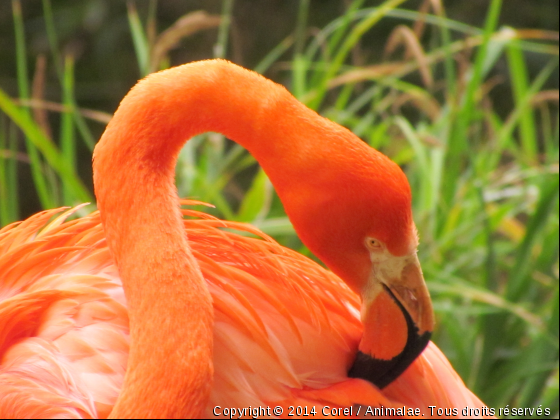 flamand rose au jardin des plantes de Paris - Photo de Oiseaux