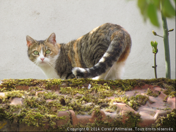 un chat sur le mur - Photo de Chats