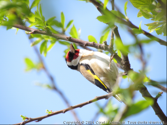 sur l&#039;arbre du jardin - Photo de Oiseaux