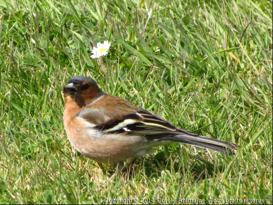 sur l&#039;herbe - Photo de Oiseaux