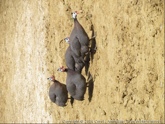 des pintades - Photo de Animaux Ferme