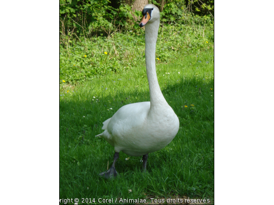 la balade de Gédéone - Photo de Oiseaux