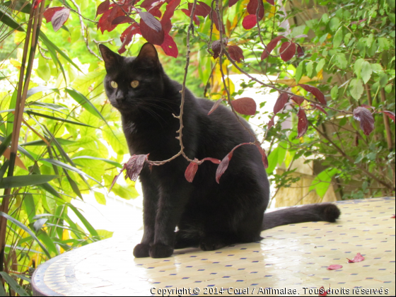 le chat chatertton  - Photo de Chats