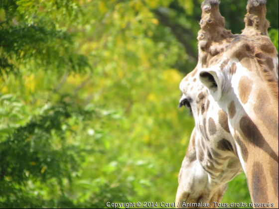une girafe - Photo de Animaux sauvages