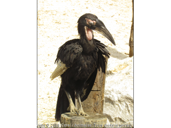 oiseau noir - Photo de Oiseaux