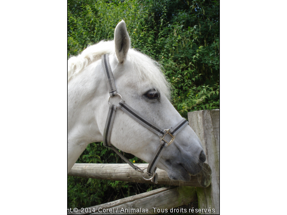 tête de cheval blanc - Photo de Chevaux