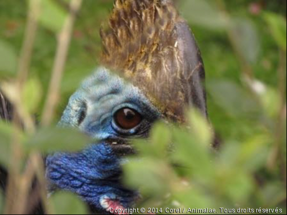 observation - Photo de Oiseaux