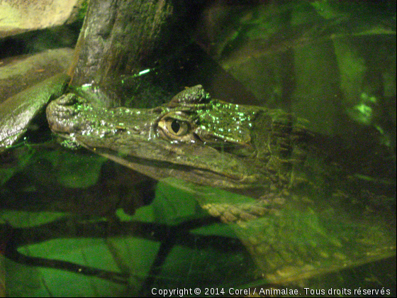 petit croco deviendre grand - Photo de Reptiles