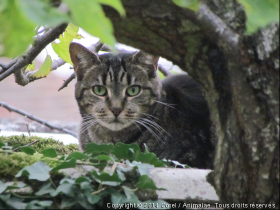 chocotte - Photo de Chats