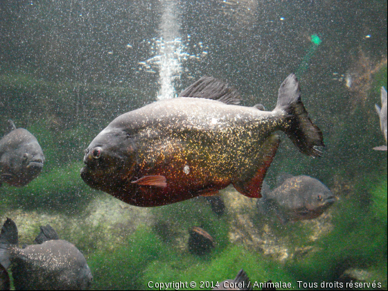 attention les dents - Photo de Faune marine