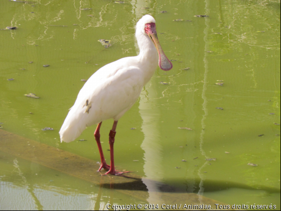 bain de pattes  - Photo de Oiseaux