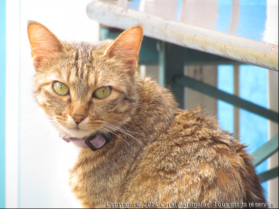 minette  - Photo de Chats