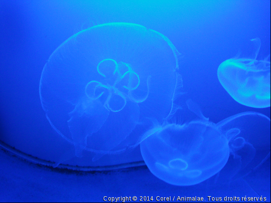 De Nouvelle Calédonie  - Photo de Faune marine