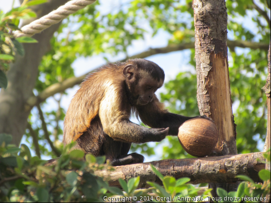 le singe &amp; la noix de coco  - Photo de Animaux sauvages