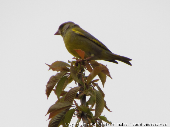 sur un arbre  - Photo de Oiseaux