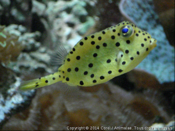 jaune à petits pois - Photo de Faune marine