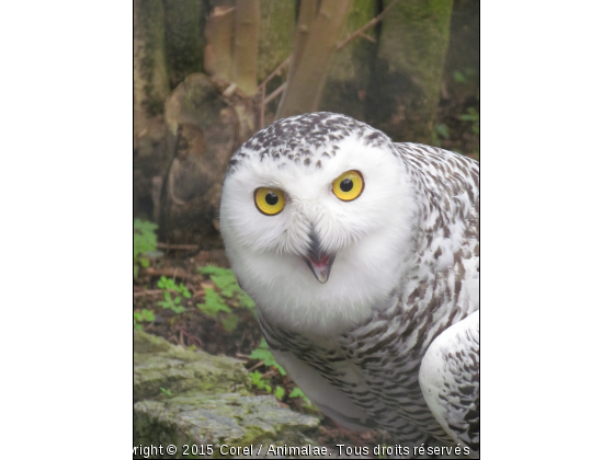 t&#039;a de beaux yeux tu sais  - Photo de Oiseaux