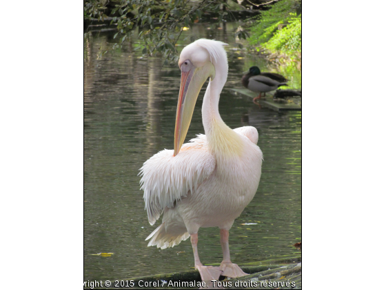 celui de Jonathan à fait un long voyage - Photo de Oiseaux