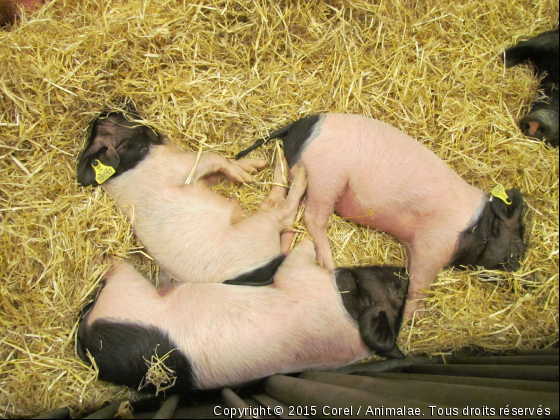 trois petits cochons - Photo de Animaux Ferme