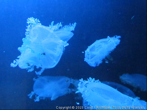 blanc et bleu  - Photo de Faune marine