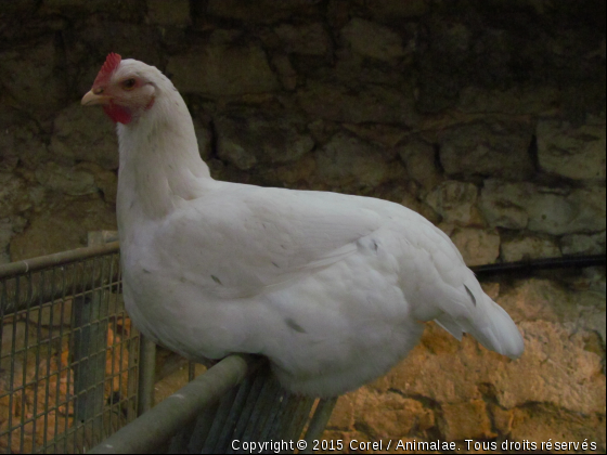 la poule blanche - Photo de Animaux Ferme