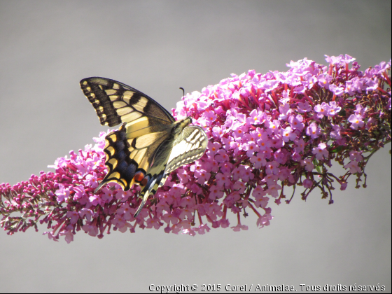 machaon  - Photo de Microcosme