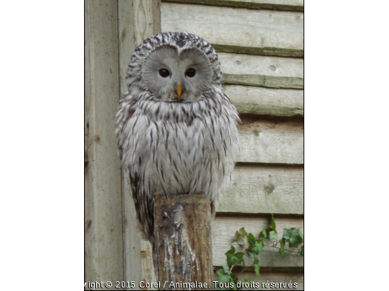 belle mirette - Photo de Oiseaux