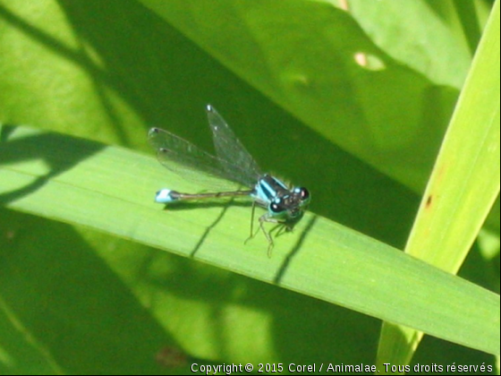 une demoiselle sur une feuille - Photo de Microcosme