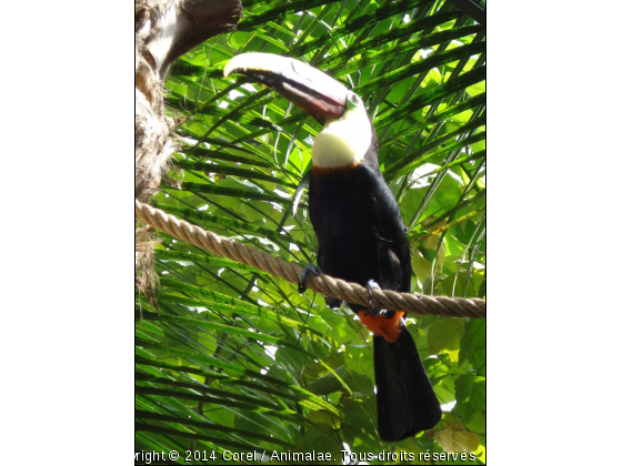 toucan au zoo de Beauval - Photo de Oiseaux