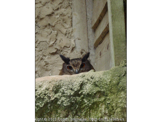 coucou - Photo de Oiseaux