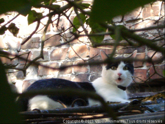 une chatte sur un toit brulant - Photo de Chats