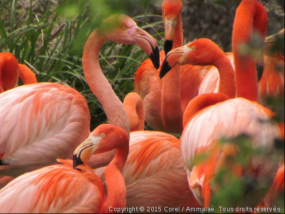 rose/rouge - Photo de Oiseaux