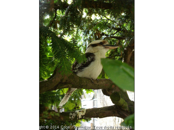 kookaburra - Photo de Oiseaux