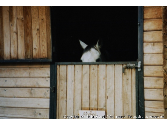 à la fenêtre - Photo de Chevaux