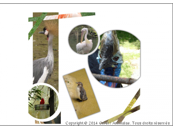 montage des animaux du zoo - Photo de Animaux sauvages