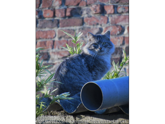 un chat sur un toit - Photo de Chats