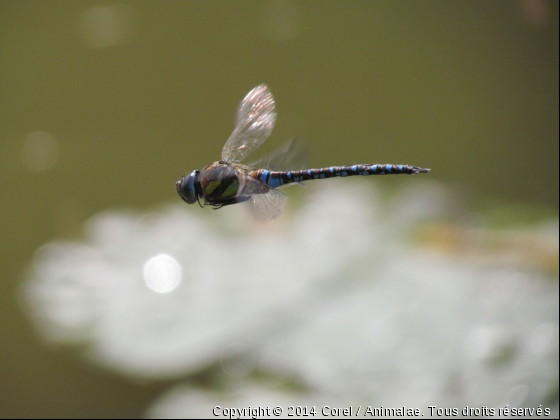 une demoiselle en balade - Photo de Microcosme