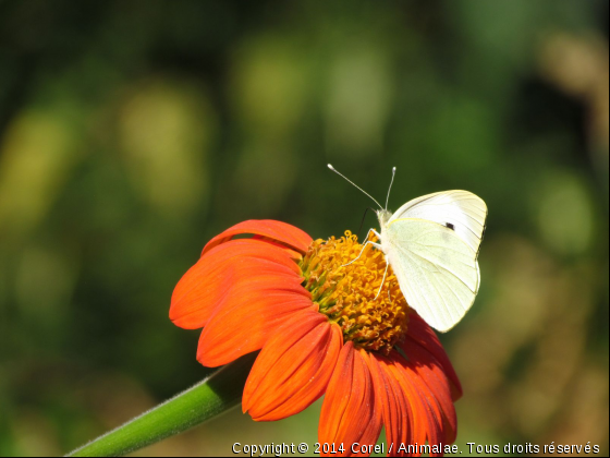 la fleur et le papillon - Photo de Microcosme