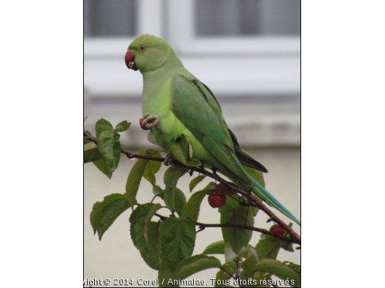 une visiteuse - Photo de Oiseaux