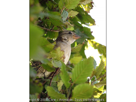 à la volée - Photo de Oiseaux