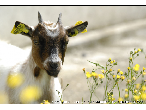 une petite chèvre ^^ - Photo de Animaux Ferme